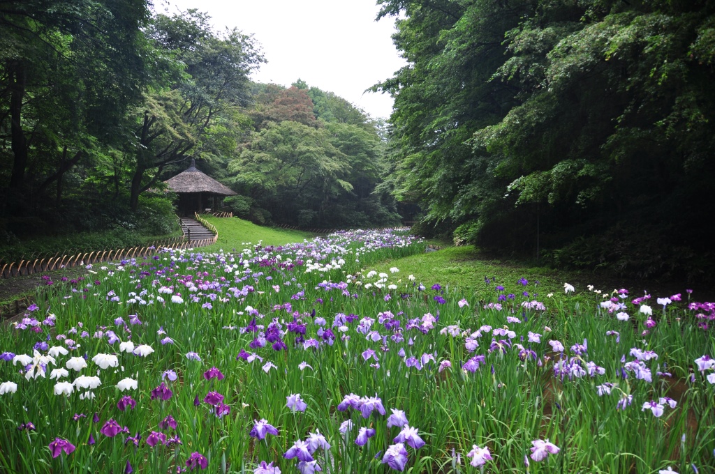 菖蒲田